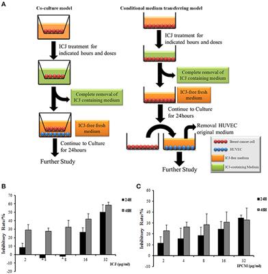 Chamaejasmine B Induces the Anergy of Vascular Endothelial Cells to VEGFA Pro-angiogenic Signal by Autophagic Regulation of VEGFR2 in Breast Cancer